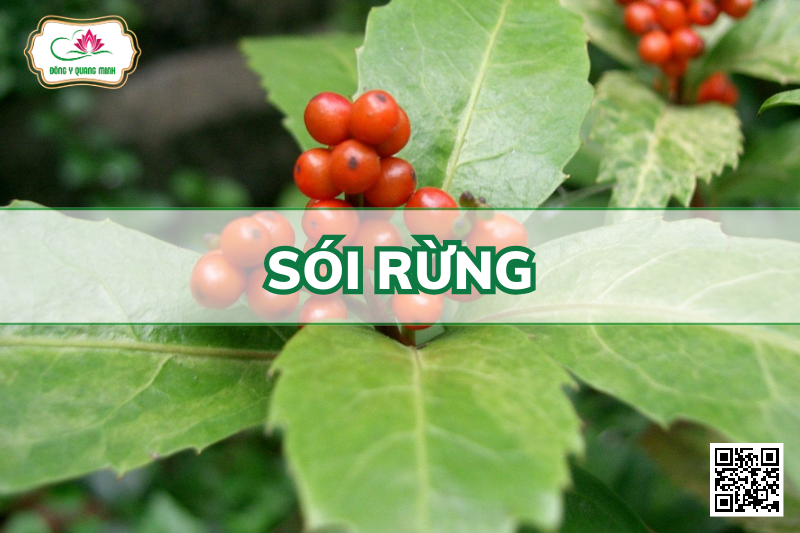 Sói Rừng - Sarcandra Glabra (Thunb.) Nakai