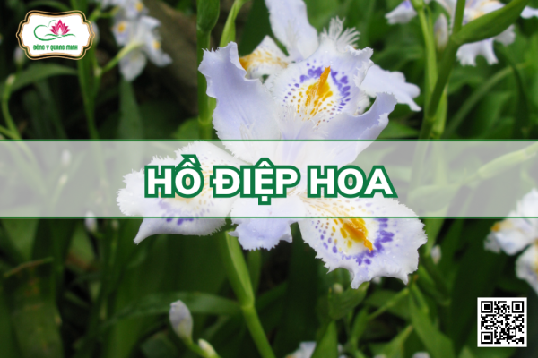 Hồ Điệp Hoa - Iris Japonica Thunb