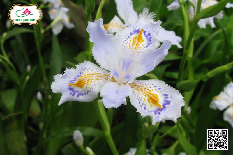 Hồ Điệp Hoa - Iris Japonica Thunb