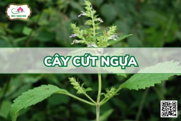 Cây Cứt Ngựa - Teucrium Viscidum Blume