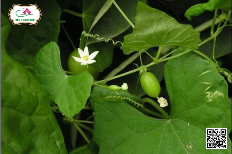 Dưa Leo Dại - Solena Amplexicaulis (Lamk.)