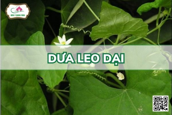 Dưa Leo Dại - Solena Amplexicaulis (Lamk.)