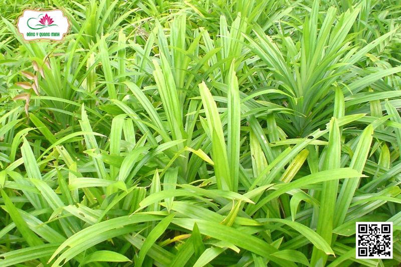 Dứa Thơm - Pandanus Amaryllifolius Roxb