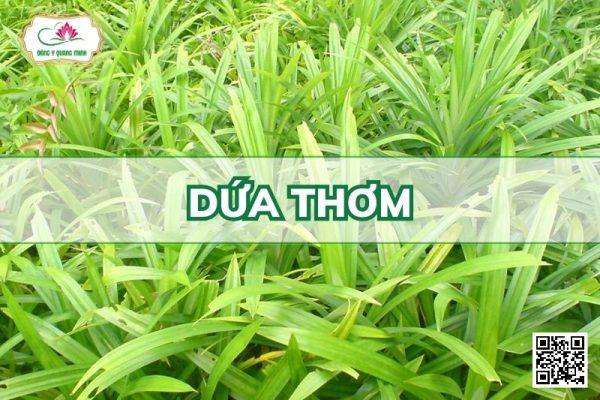 Dứa Thơm - Pandanus Amaryllifolius Roxb