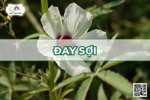 Đay Sợi - Hibiscus Cannabinus L