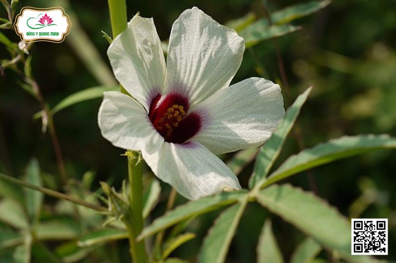 Đay Sợi - Hibiscus Cannabinus L