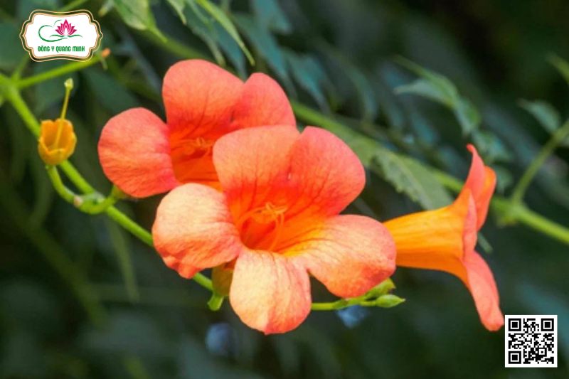 Đăng Tiêu - Bignonia Grandiflora Thunb