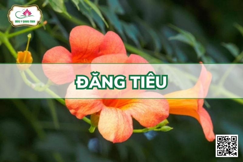 Đăng Tiêu - Bignonia Grandiflora Thunb