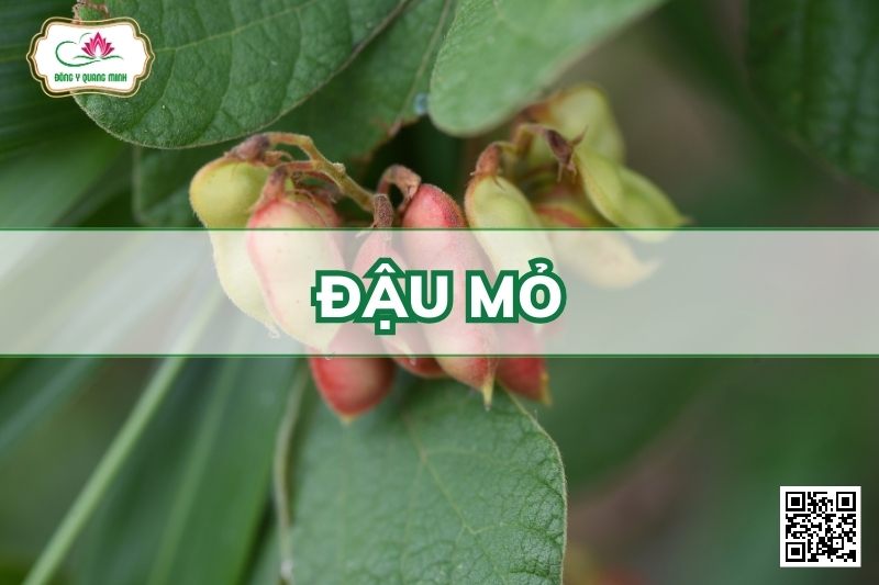 Đậu Mỏ - Rhynchosia Volubilis Lour