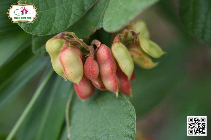 Đậu Mỏ - Rhynchosia Volubilis Lour