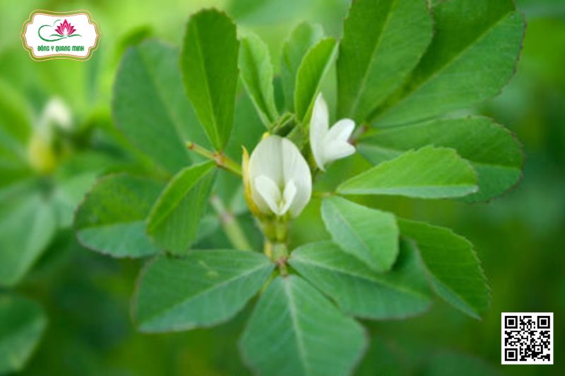 Hồ Lô Ba - Trigonella Foenum - Graecum L