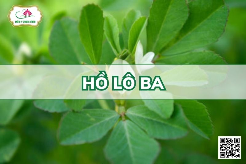 Hồ Lô Ba - Trigonella Foenum - Graecum L