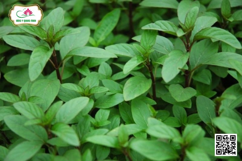 Húng Dũi - Mentha Aquatica L