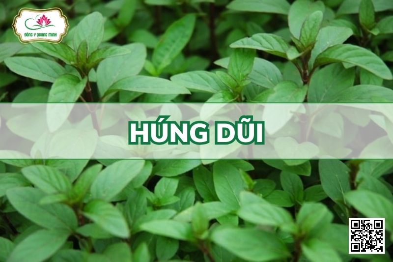 Húng Dũi - Mentha Aquatica L