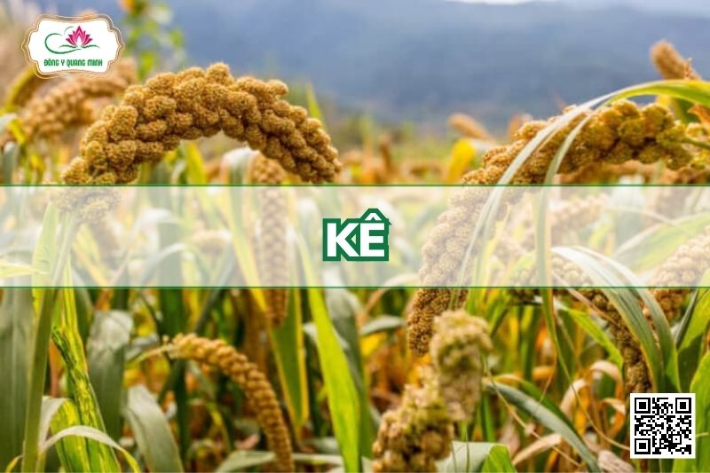 Kê - Setaria Italica (L.) Beauv