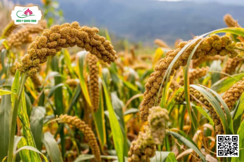 Kê - Setaria Italica (L.) Beauv