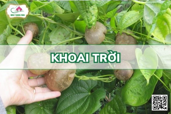 Khoai Trời - Dioscorea Bulbifera L