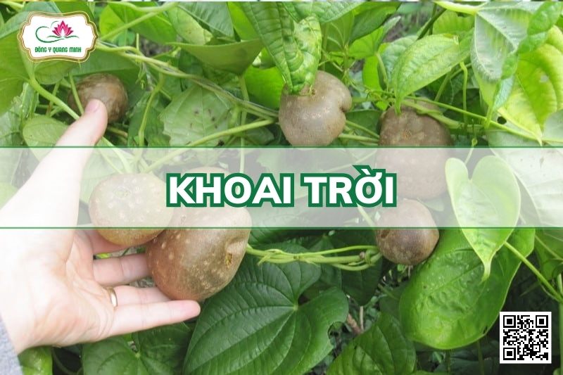 Khoai Trời - Dioscorea Bulbifera L