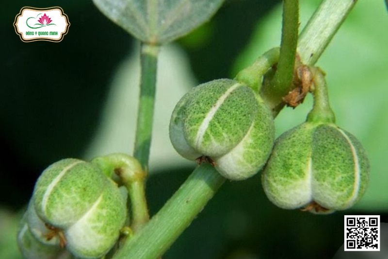 Khôi Nước - Baliospermum Montanum (Willd.) Muell. - Arg