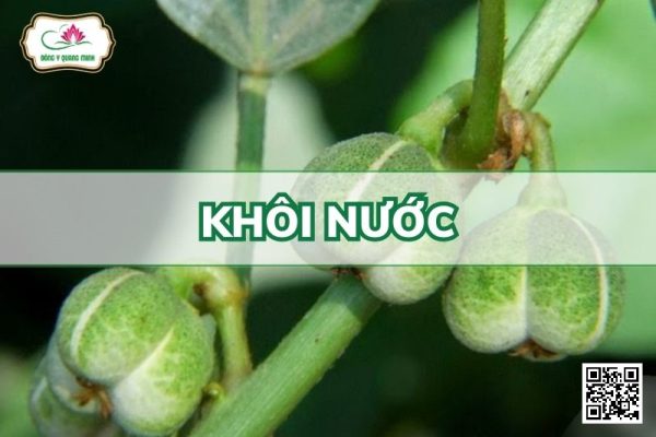 Khôi Nước - Baliospermum Montanum (Willd.) Muell. - Arg