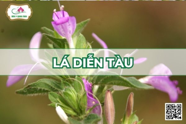 Lá Diễn Tàu - Dicliptera Chinensis (L.) Nees