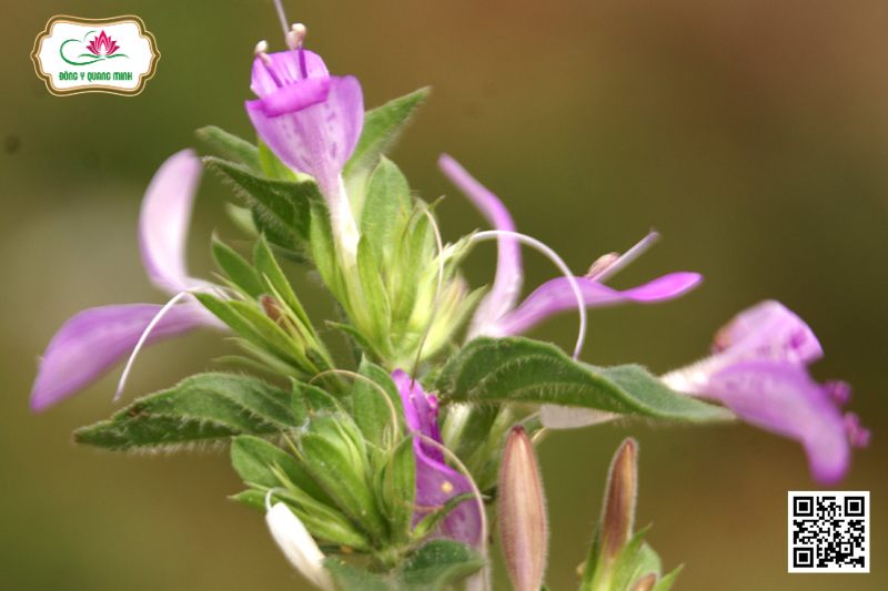 Lá Diễn Tàu - Dicliptera Chinensis (L.) Nees