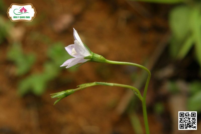 Lan Hoa Sâm - Wahlenbergia Marginata (Thunb.) A. DC