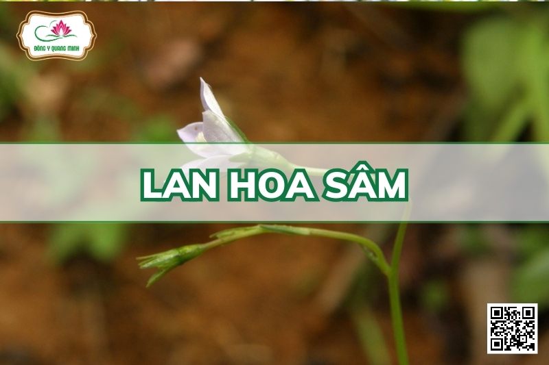 Lan Hoa Sâm - Wahlenbergia Marginata (Thunb.) A. DC