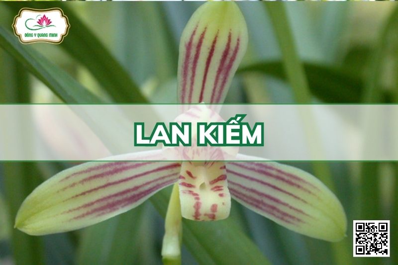 Lan Kiếm - Cymbidium Ensifolium (L.) Sw