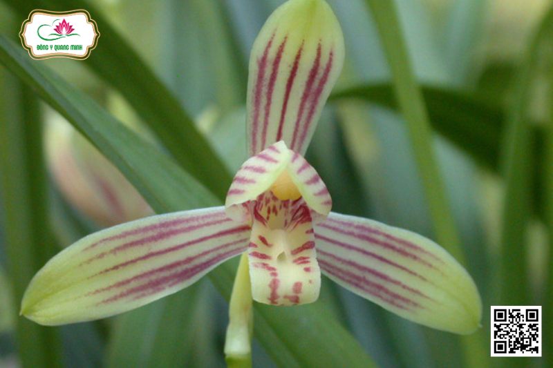 Lan Kiếm - Cymbidium Ensifolium (L.) Sw