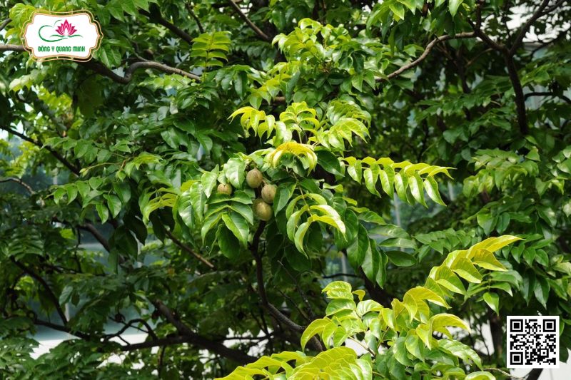 Lát Hoa - Chukrasia Tabularis A. Juss