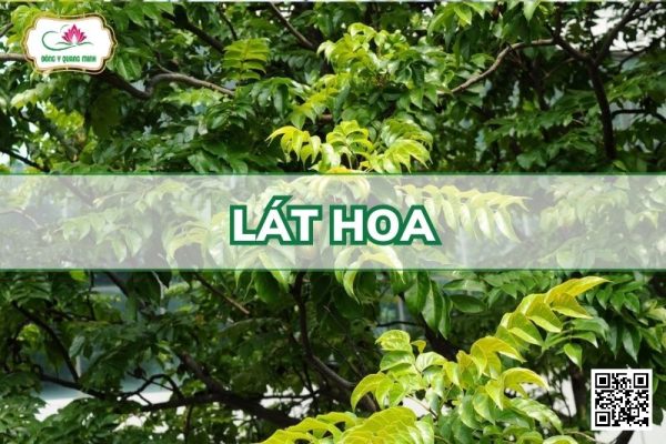Lát Hoa - Chukrasia Tabularis A. Juss
