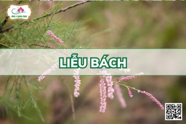 Liễu Bách - Tamarix Chinensis Lour
