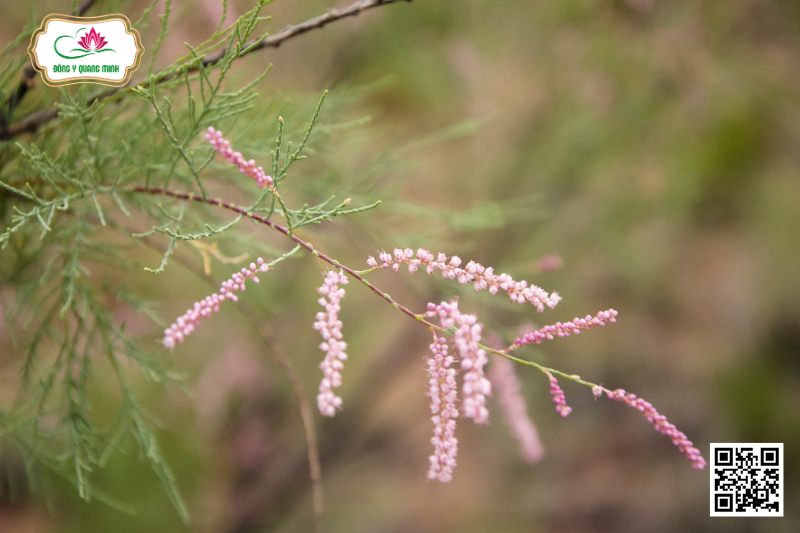 Liễu Bách - Tamarix Chinensis Lour