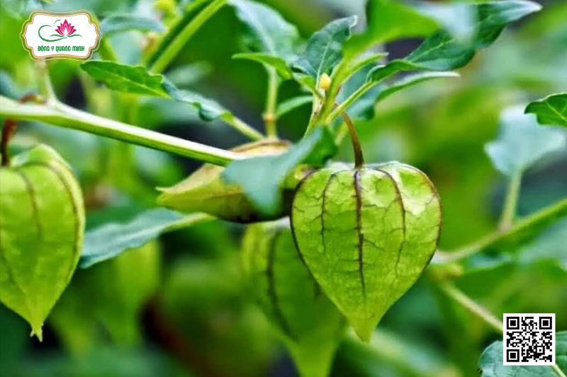 Lồng Đèn - Physalis Peruviana L