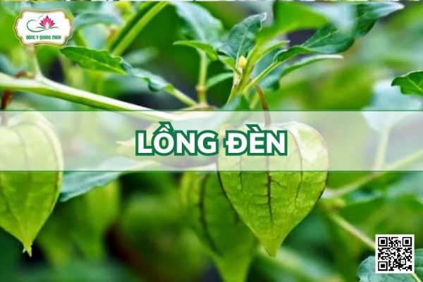 Lồng Đèn - Physalis Peruviana L