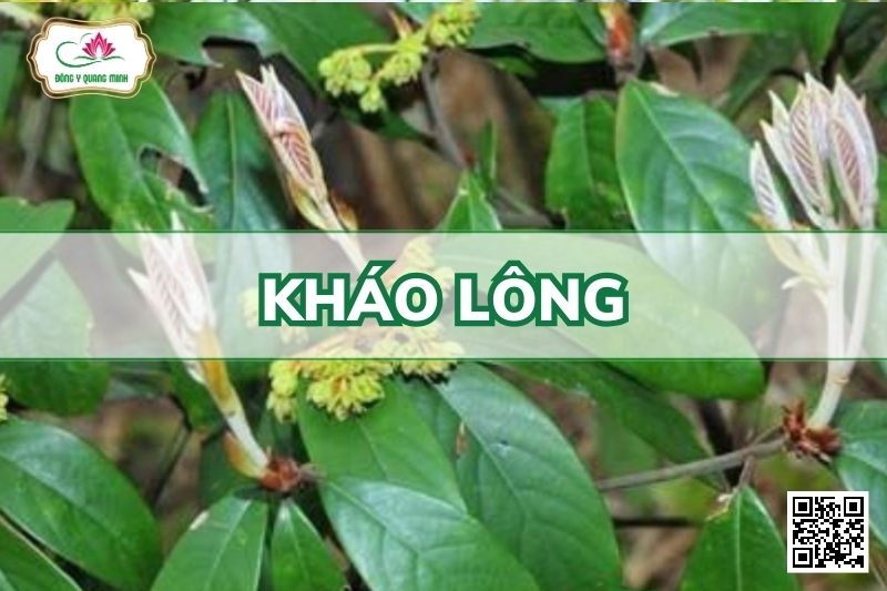 Kháo Lông - Machilus Velutina Champ. Ex Benth