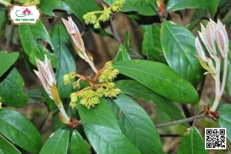 Kháo Lông - Machilus Velutina Champ. Ex Benth