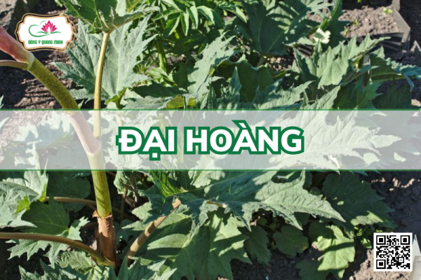 Đại Hoàng - Rheum sp., Polygonaceae