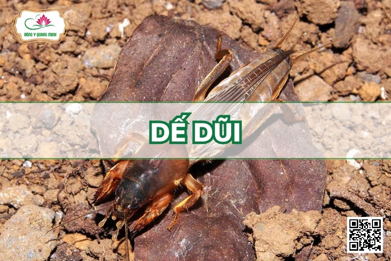 Dế Dũi - Gryllotalpa Africana Palisot De Beauvois