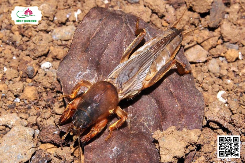 Dế Dũi - Gryllotalpa Africana Palisot De Beauvois