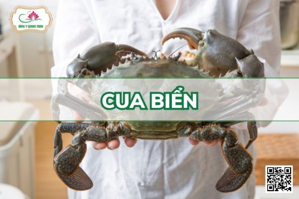 Cua Biển - Scylla Serrata Forskal