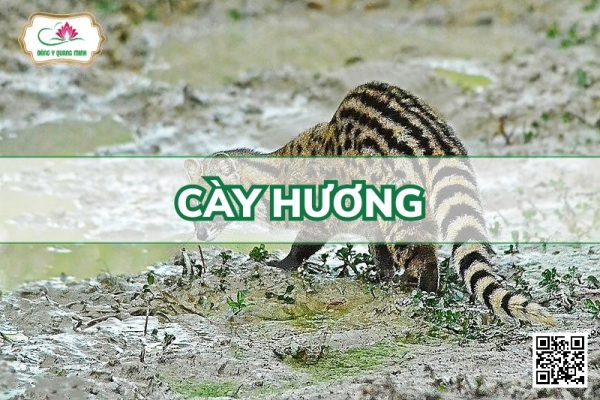 Cày Hương - Viverricula Indica Desmarest