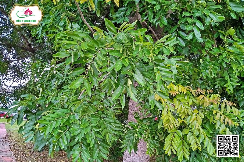 Xà Cừ - Khaya Senegalensis (Desr.) A. Juss