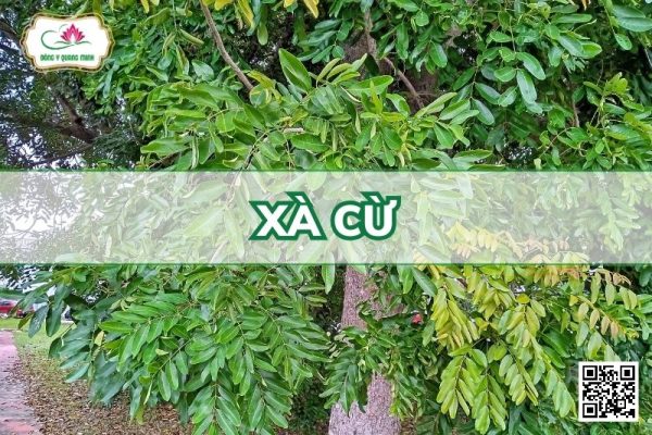 Xà Cừ - Khaya Senegalensis (Desr.) A. Juss