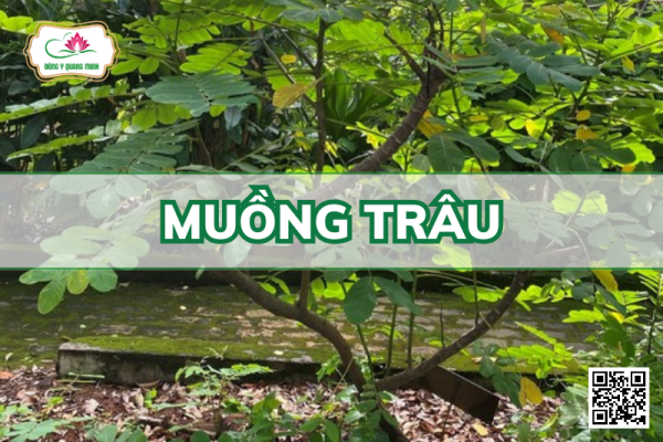 Muồng Trâu - Senna Alata, Fabaceae