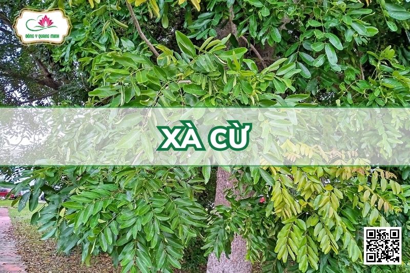 Xà Cừ - Khaya Senegalensis (Desr.) A. Juss