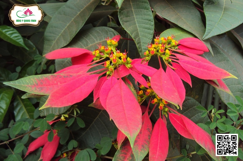 Trạng Nguyên - Euphorbia Pulcherrima Willd. Ex Klotzsch