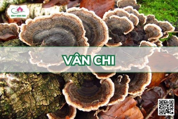 Vân Chi - Trametes Versicolor L.:Fr