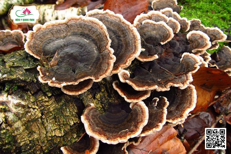 Vân Chi - Trametes Versicolor L.:Fr